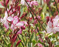 Gaura lindheimeri 'Freefolk Rosy' (PBR) (gaura)