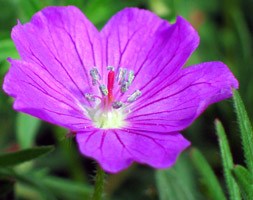 Geranium sanguineum 'Max Frei' (cranesbill)