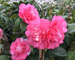 Camellia japonica 'Elegans' (camellia)