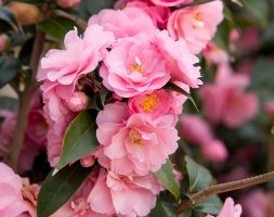 Camellia 'Spring Festival' (camellia)