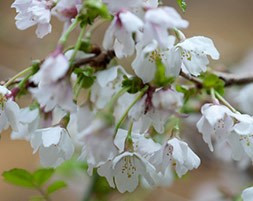Prunus incisa 'Kojo-no-mai' (Fuji cherry)