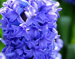Hyacinthus orientalis 'Delft Blue' ('prepared' hyacinth)