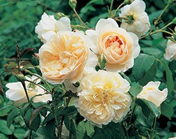 Rosa 'Lichfield Angel' (rose Lichfield Angel)