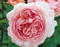 Rosa 'Gentle Hermione' (rose Gentle Hermione)