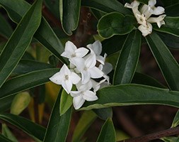 Daphne 'White Queen' (daphne)