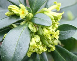 Daphne 'Albowiana' (daphne)