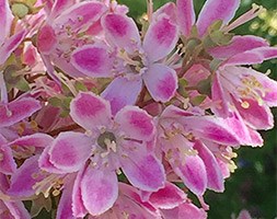 Deutzia 'Strawberry Fields' (deutzia strawberry fields)