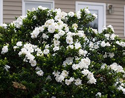 Gardenia jasminoides 'Crown Jewel' (gardenia)