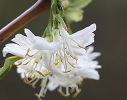 Lonicera x purpusii 'Winter Beauty' (winter honeysuckle)