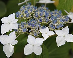 Hydrangea macrophylla 'Lanarth White' (lacecap hydrangea)