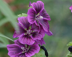 Malva sylvestris var. mauritiana (mallow)