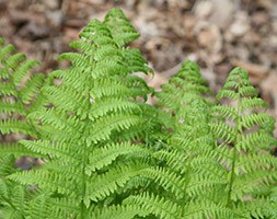 Dryopteris affinis 'Cristata' (golden male fern (syn. The King))