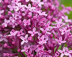 Syringa Bloomerang Dark Purple ('SMSJBP7') (PBR) (repeat flowering lilac)