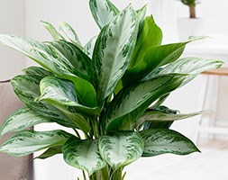 Aglaonema 'Jubilee Compacta' (Chinese evergreen)
