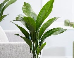 Aspidistra elatior (aspidistra / cast iron plant)