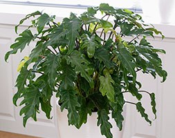 Philodendron 'Xanadu' (philodendron)