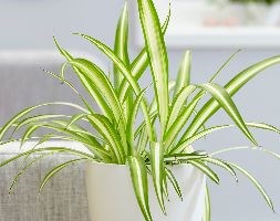 Chlorophytum comosum 'Variegatum' (spider plant)