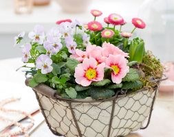 Spring flowers in pink (a potted collection for spring - pink)
