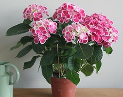 pink-white hydrangea (hydrangea with pink flowers)