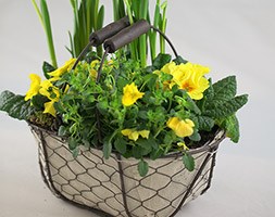 Spring flowers in yellow (a potted collection for spring - yellow)