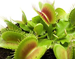 Dionaea muscipula (venus fly trap)