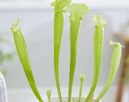 Sarracenia flava (yellow fly killing pitcher plant)