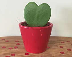 Hoya kerrii (Valentine sweetheart plant)