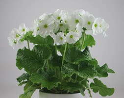 Primula obconica 'White' (primrose with a white ceramic pot)