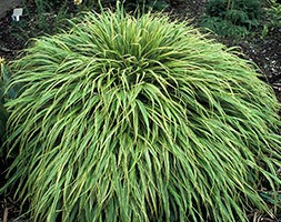 Hakonechloa macra 'Albostriata' (hakonechloa)