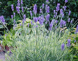 Lavandula angustifolia Platinum Blonde ('Momparler') (PBR) (lavender)