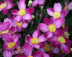 Anemone x hybrida 'Pretty Lady Susan' (Japanese anemone)