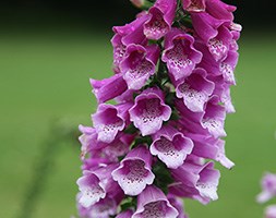 Digitalis purpurea 'Dalmatian Purple' (foxglove)