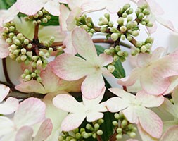 Viburnum plicatum  f. 'tomentosum 'Kilimanjaro Sunrise'' (RHS Chelsea Flower Show Plant of the Year 2015)