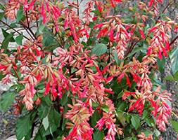 Salvia Ember's Wish = 'SAL 0101' (PBR) (sage)