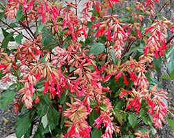 Salvia Ember's Wish = 'SAL 0101' (PBR) (sage)