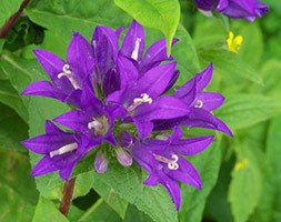 Campanula glomerata 'Superba' (clustered bellflower)