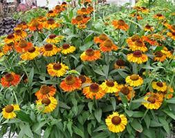 Helenium autumnale 'Short and Sassy' (sneezeweed)