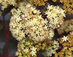 Sedum telephium Yellow Matrona = 'Eline' (PBR) (stonecrop)