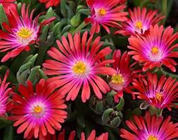 Delosperma 'Jewel of Desert Garnet' (PBR) (Jewel of Desert Series) (ice plant)