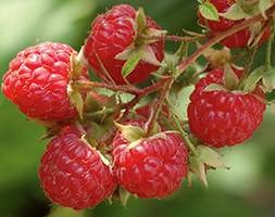 Raspberry  'Rubyfall (PBR)' (raspberry - autumn fruiting)