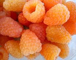 Raspberry  'Alpengold (PBR)' (raspberry - autumn fruiting)