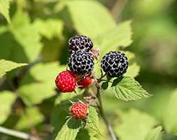 Raspberry  'Black Jewel' (raspberry - summer fruiting)