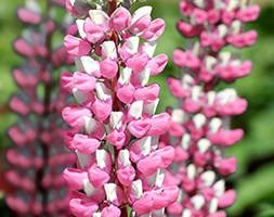 Lupinus 'Gallery Pink Bicolor' (Gallery Series) (lupin)