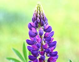 Lupinus 'Gallery Blue' (Gallery Series) (lupin)