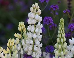 Lupinus 'Gallery White' (Gallery Series) (lupin)