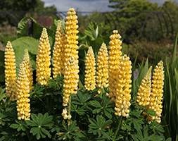 Lupinus 'Gallery Yellow' (Gallery Series) (lupin)