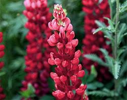 Lupinus 'Gallery Red' (Gallery Series) (lupin)