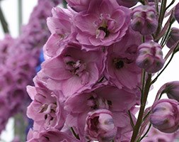 Delphinium 'Dusky Maidens (New Millennium Series)' (delphinium)