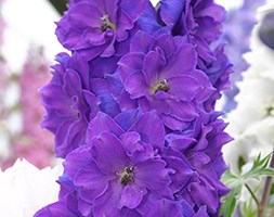 Delphinium 'Pagan Purples (New Millennium Series)' (delphinium)