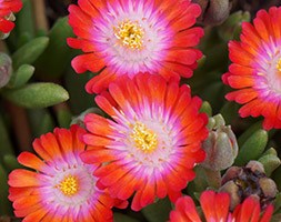 Delosperma 'Jewel of Desert Grenade' (PBR) (Jewel of Desert Series) (ice plant)